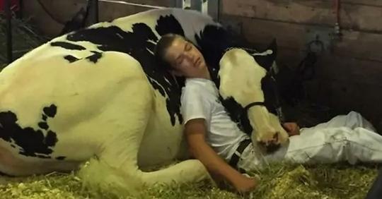 Nachdem sie einen Wettbewerb verloren haben, ruhen sich ein Junge und seine Kuh zusammen in einem Stall aus