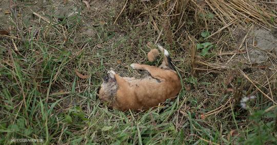 Tierquäler erschießt eigenen Hund im Wald: Rüde war mit Leine an Baum festgebunden