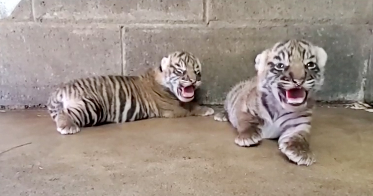 Zoo feiert Geburt von vom Aussterben bedrohten Sumatra-Tigern