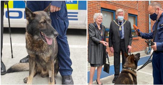 Polizeihund bekommt fünf Messerstiche in den Kopf und überlebt – wird bei Rückkehr als Held gefeiert