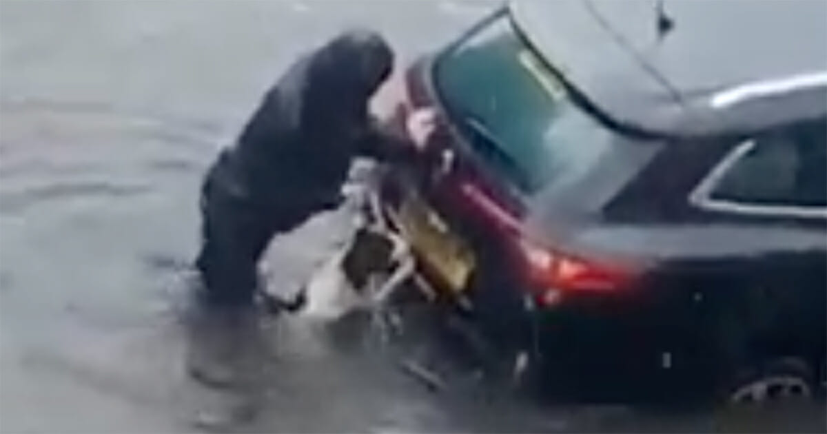 Inmitten der Wassermassen: Hund hilft seinem Frauchen, Auto aus den Fluten zu schieben