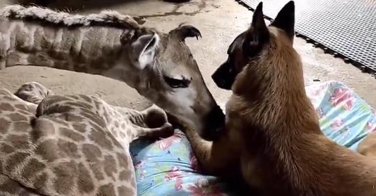 Fürsorglicher Hund wacht liebevoll über vernachlässigte Baby Giraffe