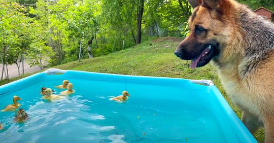 Deutscher Schäferhund sieht badende Entchen im Pool – seine Reaktion begeistert unzählige Menschen