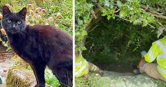 Katze rettet ihrer in einen Abgrund gefallenen Besitzerin das Leben, indem sie miaut, um Aufmerksamkeit auf sich zu ziehen