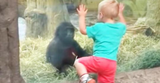 Kleinkind kommt Baby Gorilla zu nahe und Eltern lachen sich über die darauffolgende Szene kaputt
