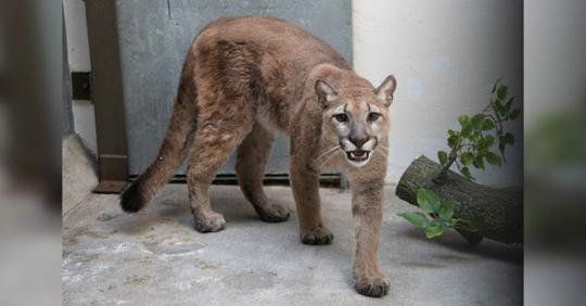 Weiblicher Puma wird in Wohnung in New York gehalten, konnte gerettet werden – lebt jetzt in Schutzgebiet