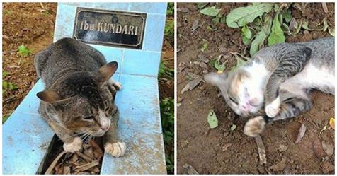 Trauernde Katze besucht über ein Jahr lang täglich das Grab ihres verstorbenen Herrchens