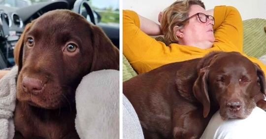 Frau wird entlassen, weil sie nach dem Tod ihres Hundes bei der Arbeit fehlte: „Es ist wie ein Kind zu verlieren“