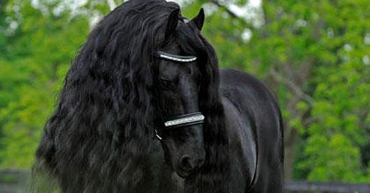 Frederik the Great: Das schönste Pferd der Welt