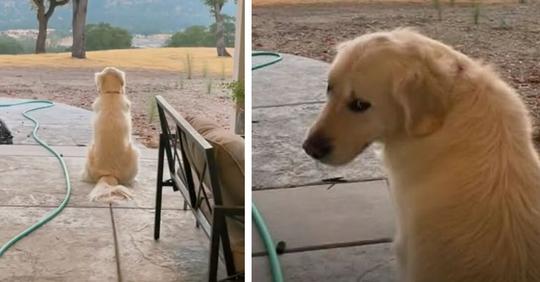 Golden Retriever kommt jede Nacht an denselben Ort zurück – Besitzerin wird beim Anblick emotional