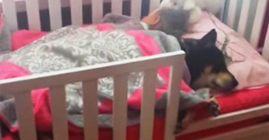 Frau sieht nach Kleinkind und beginnt zu filmen, als sie merkt, dass geretteter Hund neben ihr schläft