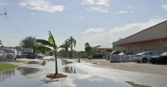 Mann aus Florida pflanzt Bananenstaude in die Mitte der Straße, um auf Schlagloch aufmerksam zu machen