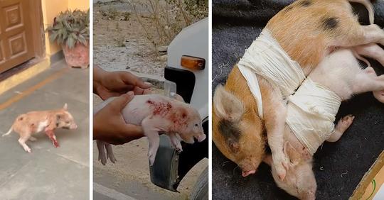 Tierschützer retten schwer verletzte Ferkel, hatten große Angst vor Menschen – erlitten unzählige Stichwunden