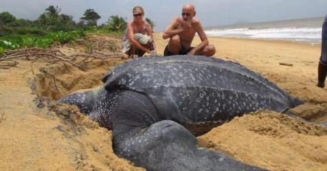 Größte Meeresschildkröte der Welt aufgetaucht