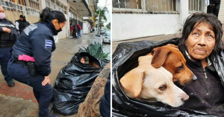 65 Jährige lebt in Mülltüte, um Hunde nicht im Stich zu lassen