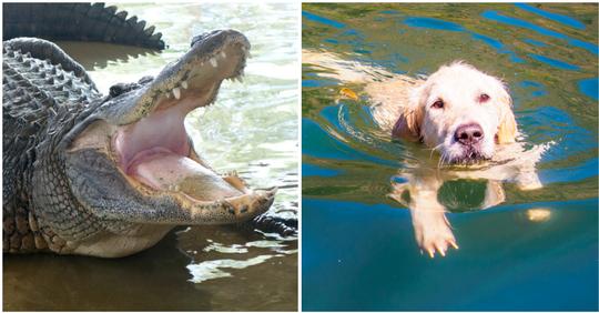 74 jährige Frau wehrt Alligator ab, um ihren Golden Retriever zu retten