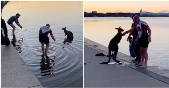 Dankbares Känguru bietet Männern nach Rettung aus eiskaltem See Handschlag an