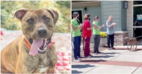 Mitarbeiter eines Tierheims geben Hund stehende Ovationen, als er endlich adoptiert wird