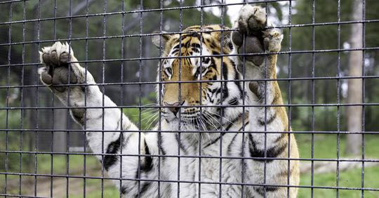 Mutter lässt Sohn (1) zu nah an Tigergehege in Safaripark, dieser reißt Kind Daumen ab – Mutter will Park verklagen