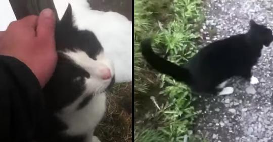 Katze hilft verirrtem Wanderer in Schweizer Bergen
