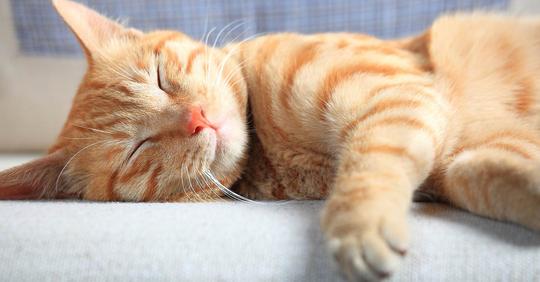 Was die Schlafposition deiner Katze über ihre Beziehung zu dir verrät   Die Wahrheit!