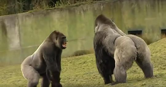 1,80 Meter großer Gorilla überrascht Zoowärter, das Ergebnis ist seltenes Filmmaterial, das sich im Internet verbreitet