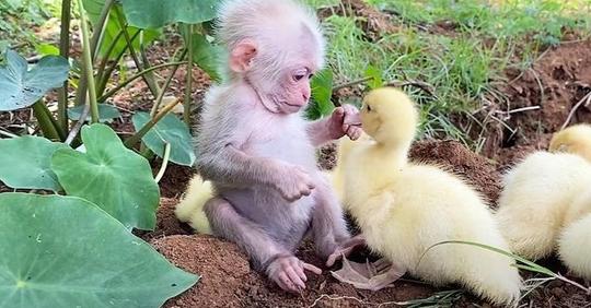 Ein bezauberndes Video zeigt ein Affenbaby, das sich um Entenküken kümmert, als wären sie seine Familie