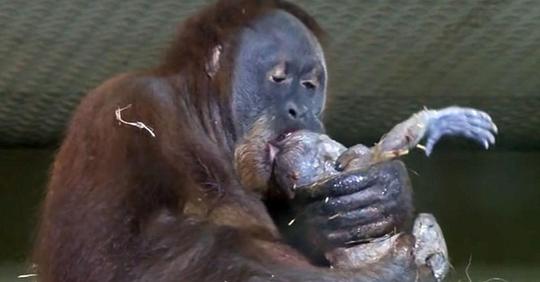 Orang-Utan gebärt zum ersten Mal auf Video und zeigt Baby dem Zoowärter