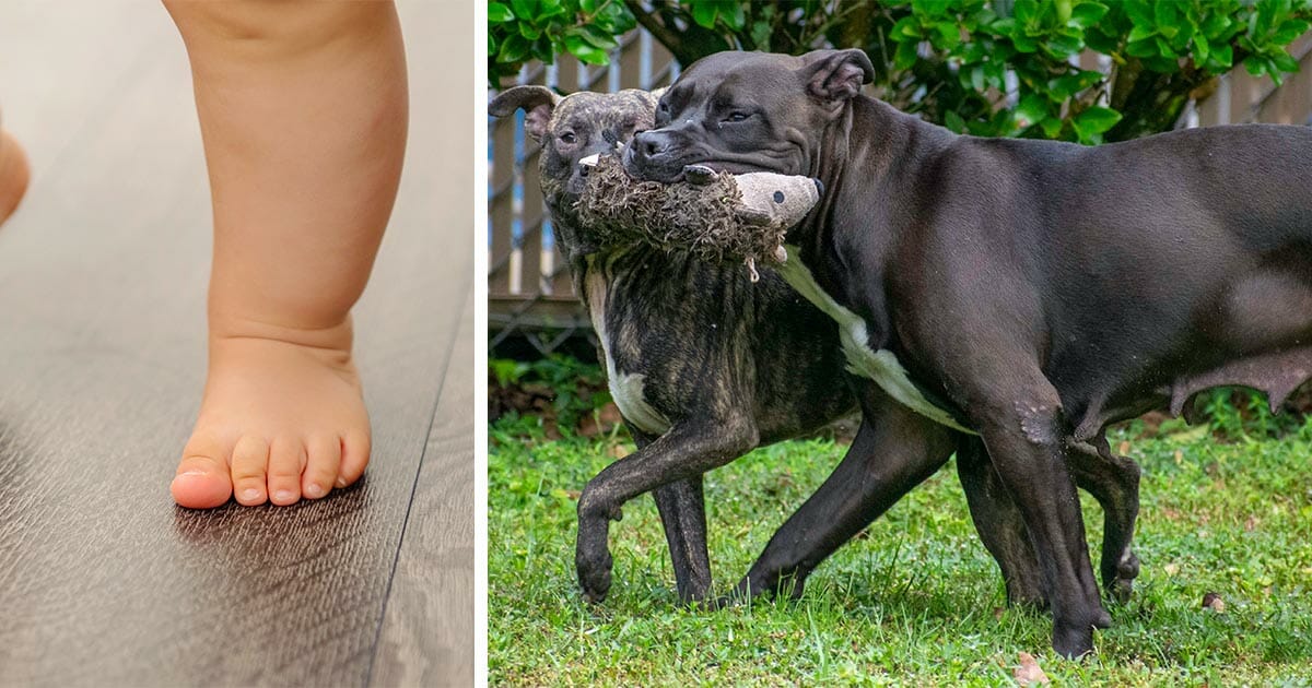 Pitbulls greifen einjährige Nichte des Besitzers an und verletzen sie tödlich