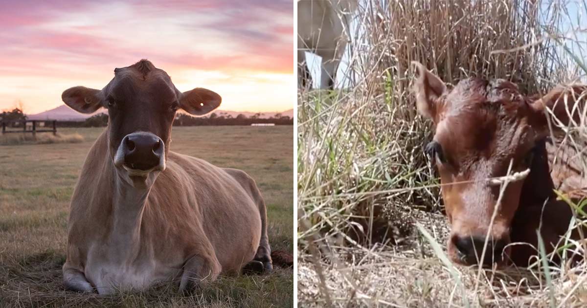 Kuh versteckt neugeborenes Kalb jeden Tag an einem anderen Ort – damit ihr niemand das Kind wieder wegnehmen kann