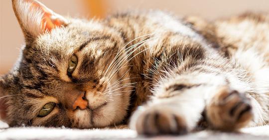 Wenn Katzen alt werden – der richtige Umgang