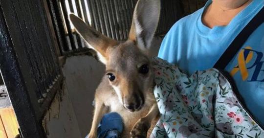 Baby-Känguru von Farm gestohlen – wenn es nicht zurückgegeben wird, könnte es sterben