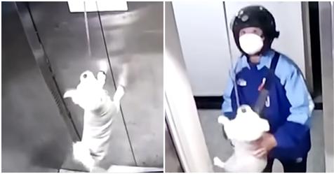 Lieferfahrer rettet Hund, der beinahe von Aufzug stranguliert wird – Rettung in letzter Sekunde