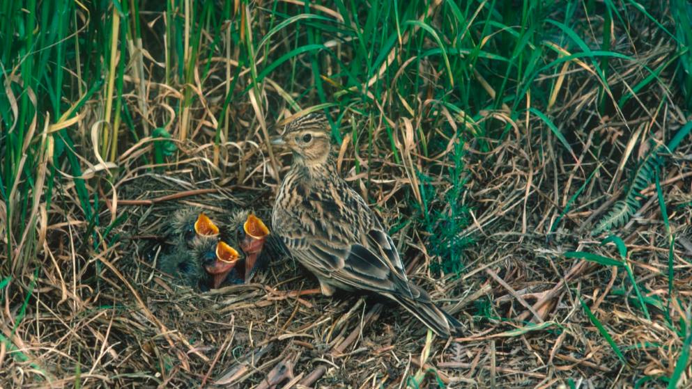 TRAURIGE NACHRICHT 600 Millionen Brutvögel in der EU verschwunden