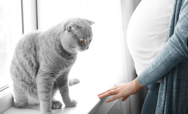 Toxoplasmose: Wie gefährlich ist der Katzen-Parasit für uns?