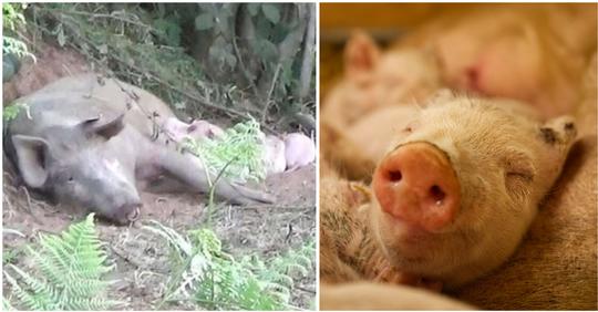 Trächtiges Schwein entkommt aus Massentierhaltung und bringt Ferkel sicher zur Welt