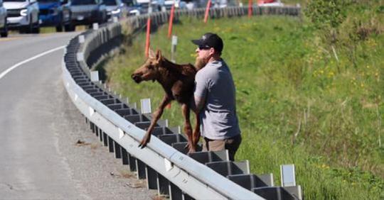 Mann hilft jungem Elch über die Autobahnleitplanke, um ihn wieder mit seiner Mutter zu vereinen