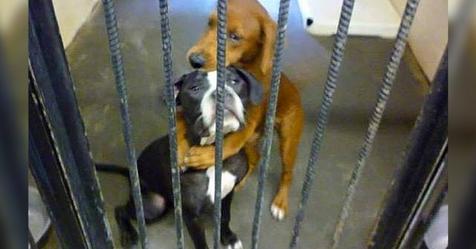 Diese 2 kleinen Hunde umarmen sich verzweifelt: Das Foto bewegt einen Mann, der sie adoptiert
