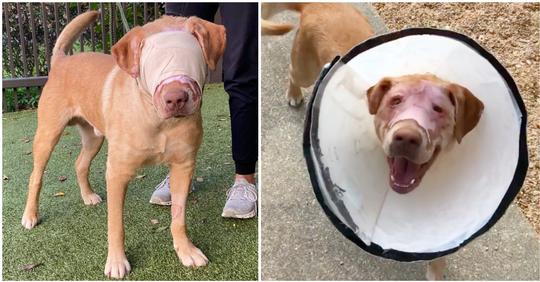 Hund, der schwere Verbrennungen erlitt, kann endlich wieder sehen – seine Verbände können runter