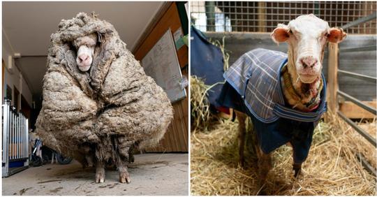 Bauernhof rettet Schaf, das kaum noch zu erkennen war – war mit 35 Kilogramm Wolle bedeckt