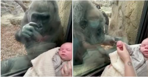 Neugierige Gorilla-Mama betrachtet liebevoll das Baby einer Frau und zeigt dieser dann ihr eigenes Kind