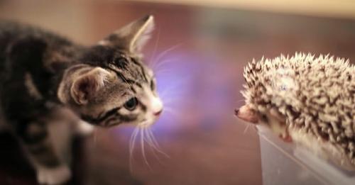 Kätzchen trifft auf kleinen Igel – Millionen sehen Video der Begegnung auf YouTube