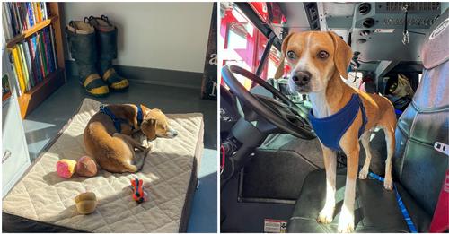 Streunender Hund verirrt sich in Feuerwache – Feuerwehr adoptiert ihn