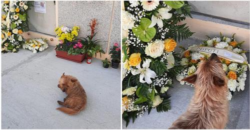 Hund läuft jeden Tag kilometerweit, um Grab von verstorbenem Herrchen zu besuchen