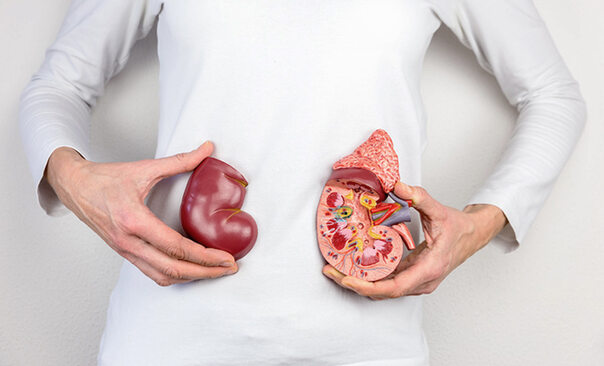 Die Niere: Doppelorgan mit wichtigen Aufgaben