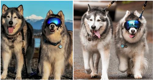 Husky findet nach Verlust seines Augenlichts neuen besten Freund – wunderbare Hundefreundschaft