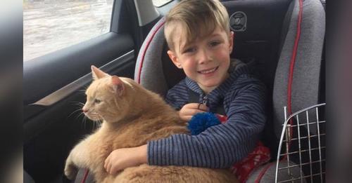 Die Mutter erlaubt ihrem Sohn, ein Junges zu adoptieren und er wählt eine ältere, übergewichtige Katze aus