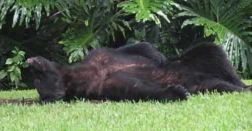 Big Bear schläft auf dem Rasen ein, nachdem er einen 20-Pfund-Sack Hundefutter gegessen hat