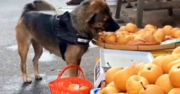 Der Hund hilft beim Einkaufen vor Weihnachten: Die Besitzer haben Aufnahmen von ihrem klugen Haustier geteilt