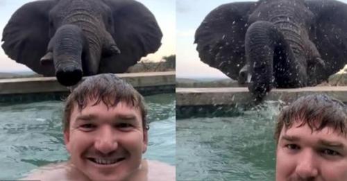 Elefant zusammen mit einem Reiseleiter im Pool der südafrikanischen Safari Lodge